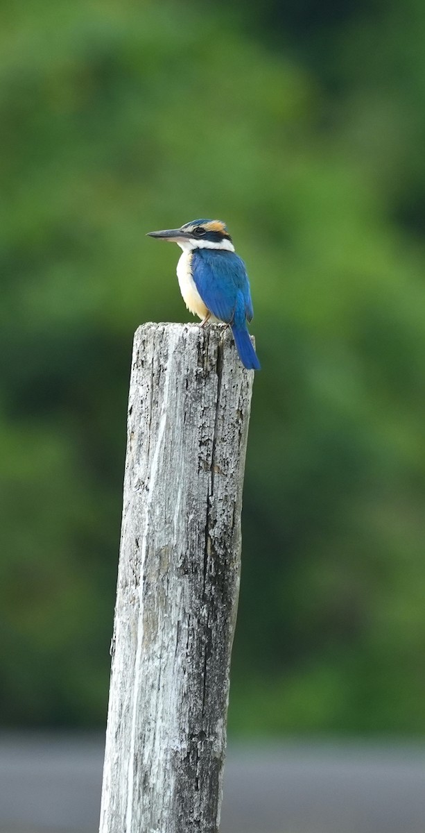 Martin-chasseur du Pacifique - ML645039107