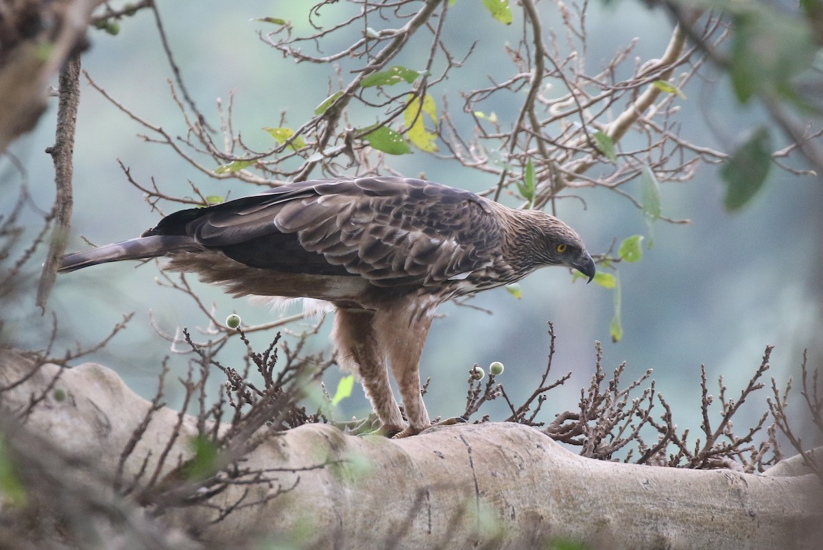 インドクマタカ - ML645039109