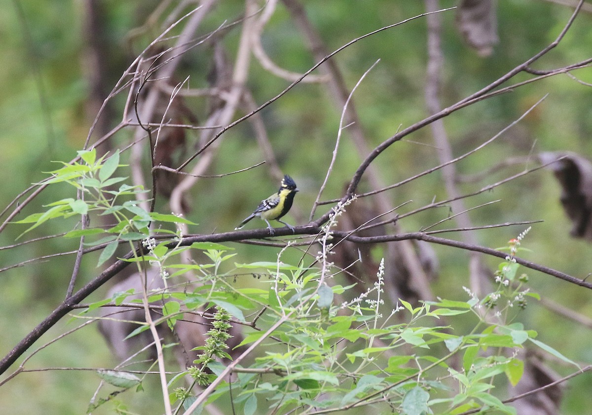 インドカンムリガラ - ML645039110