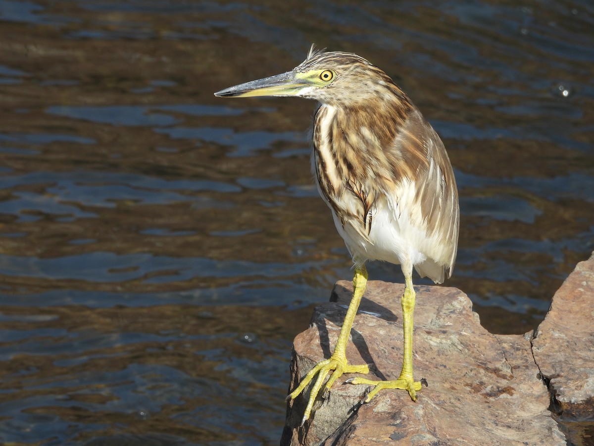 Indian Pond-Heron - ML645039112