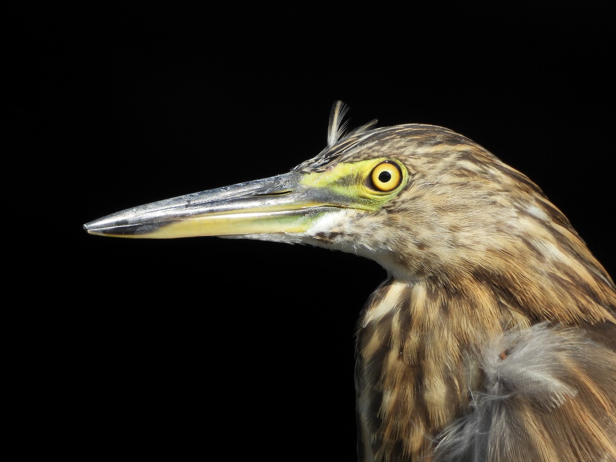 Indian Pond-Heron - ML645039113