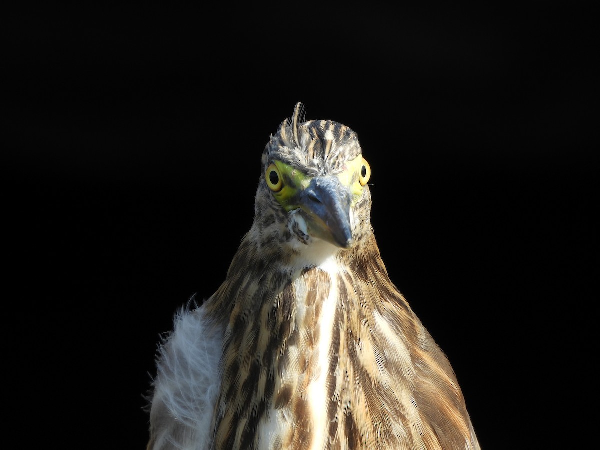 Indian Pond-Heron - ML645039114