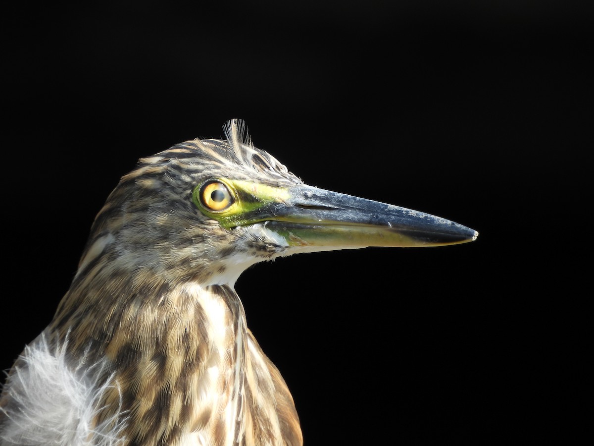 Indian Pond-Heron - ML645039115