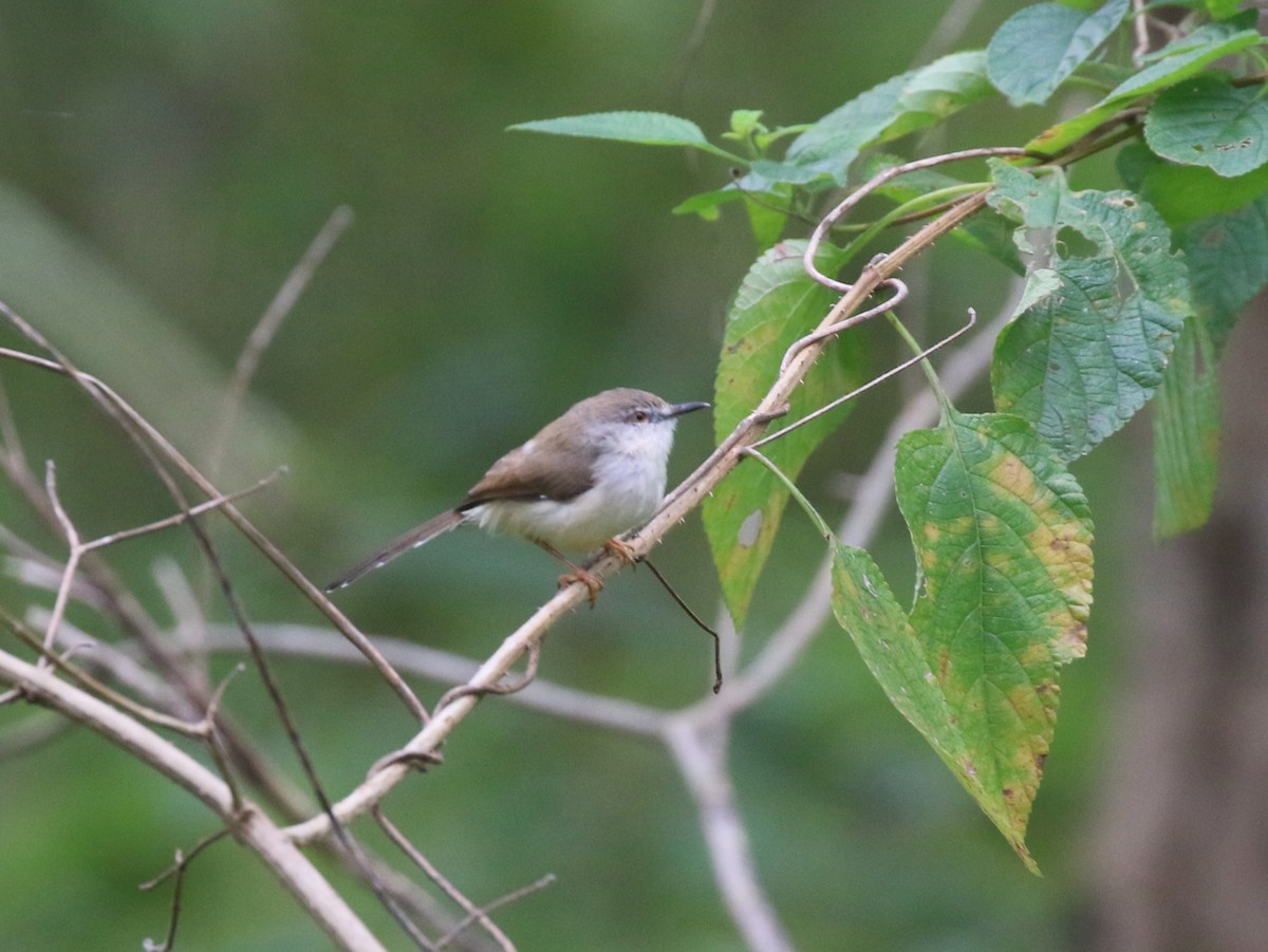 ハイムネハウチワドリ - ML645039116