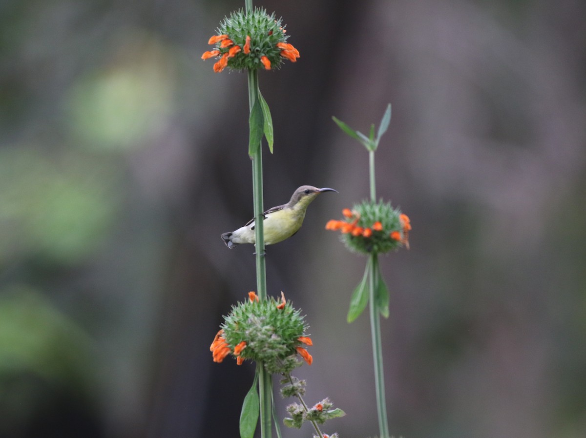 ムラサキタイヨウチョウ - ML645039117