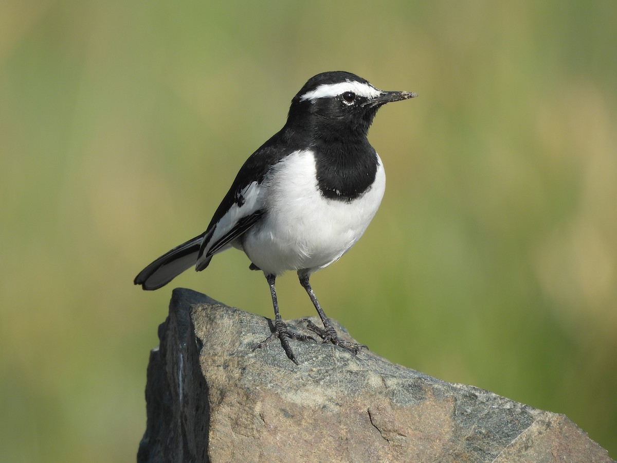 Bergeronnette indienne - ML645039125