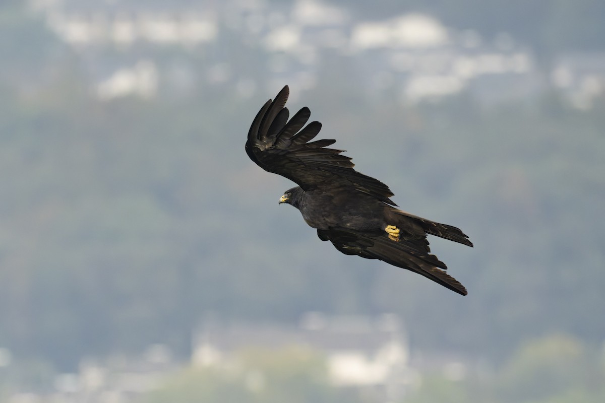 Black Eagle - ML645039133