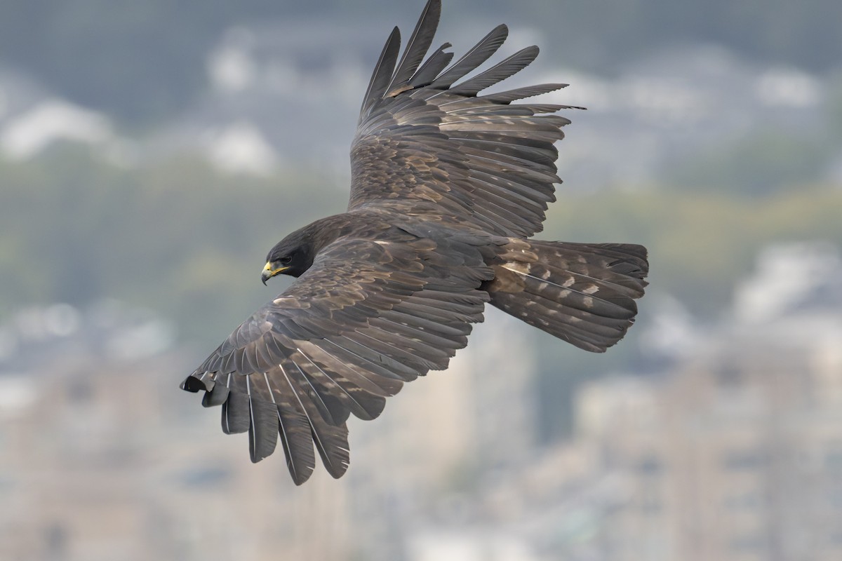 Black Eagle - ML645039134