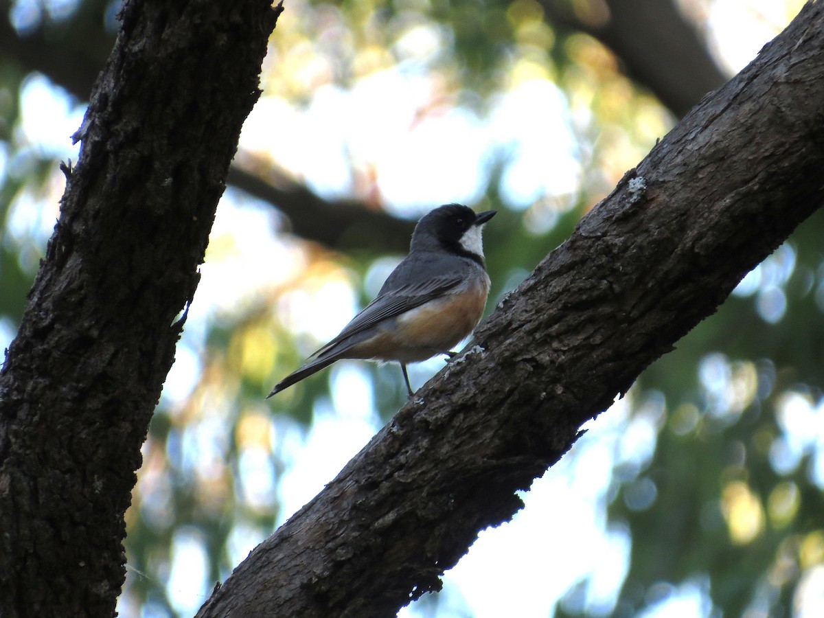 Rufous Whistler - ML645039138