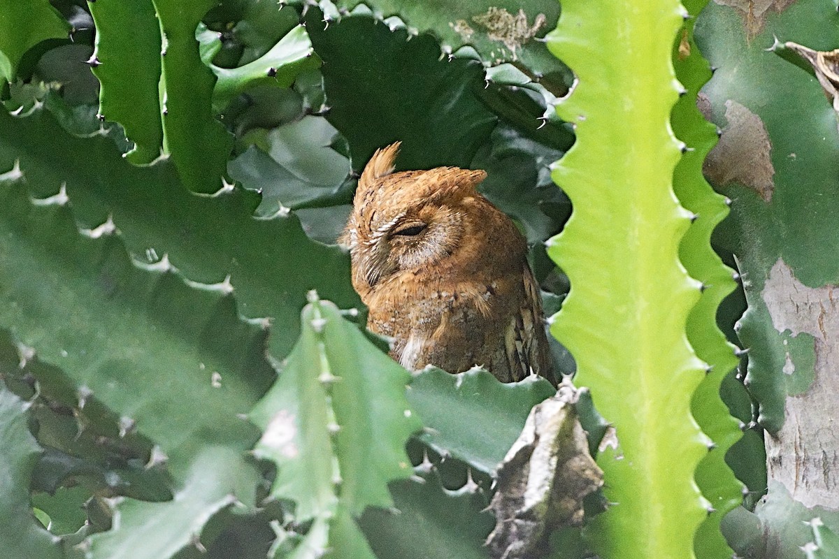 Oriental Scops-Owl - ML645039141
