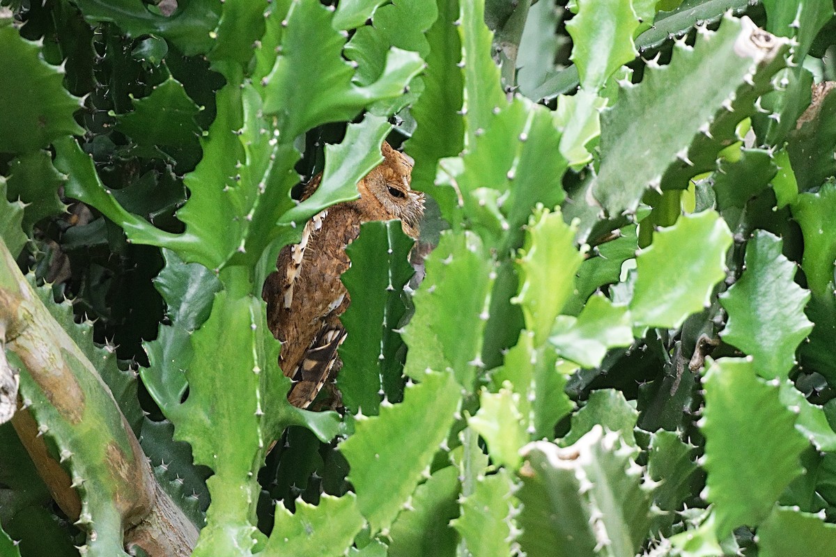 Oriental Scops-Owl - ML645039142