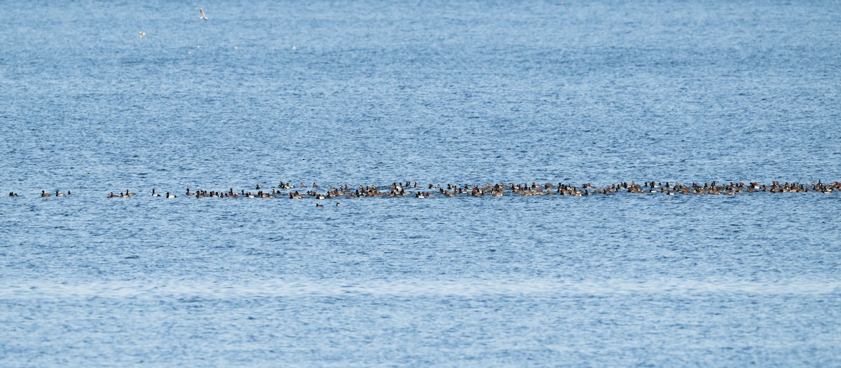 Lesser Scaup - ML645039146