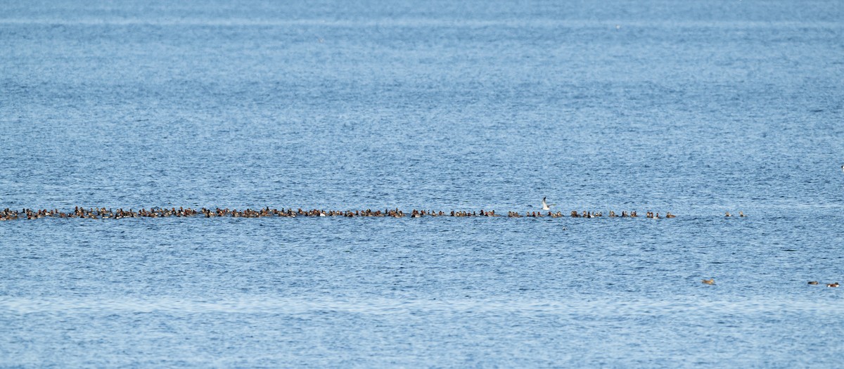 Redhead - ML645039149