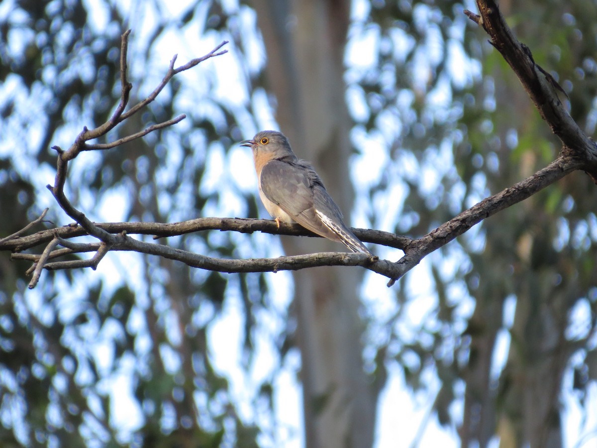 Fan-tailed Cuckoo - ML645039155