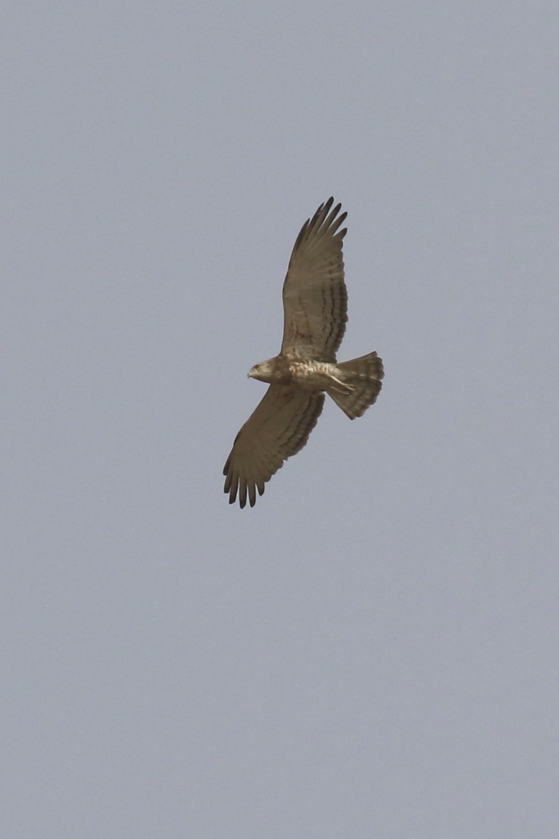 Beaudouin's Snake-Eagle - ML645039158