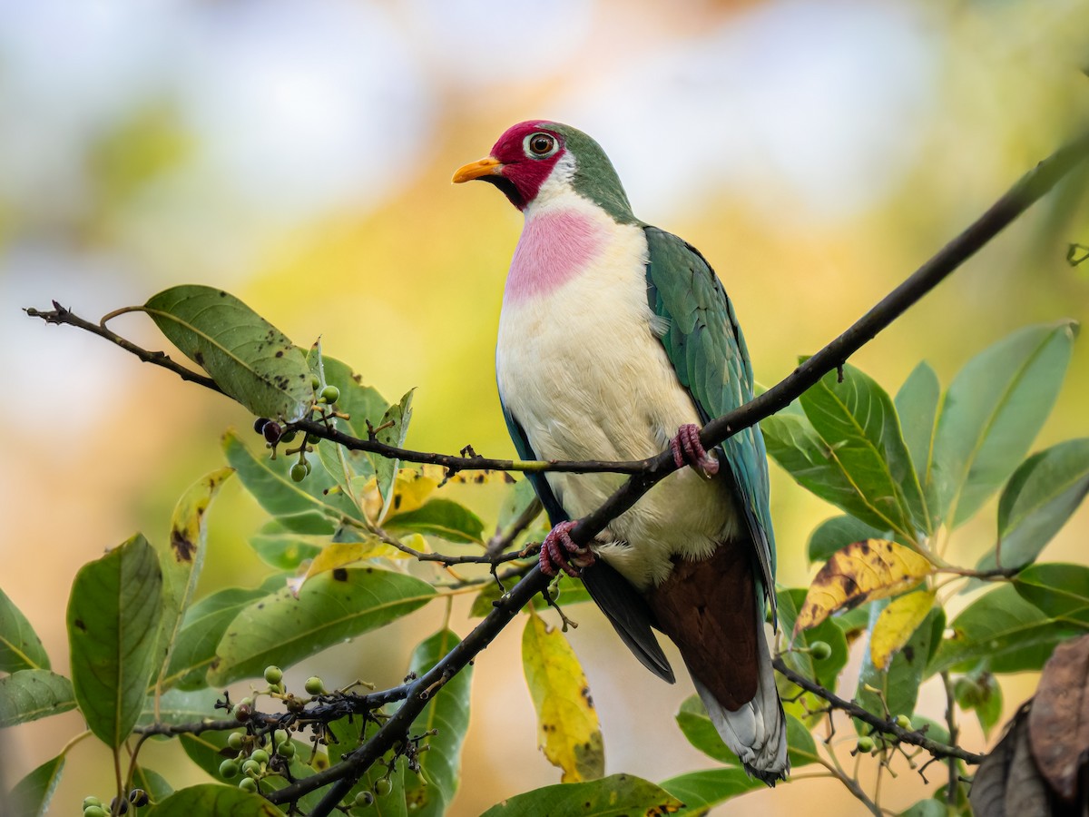 ボタンバト - ML645039159