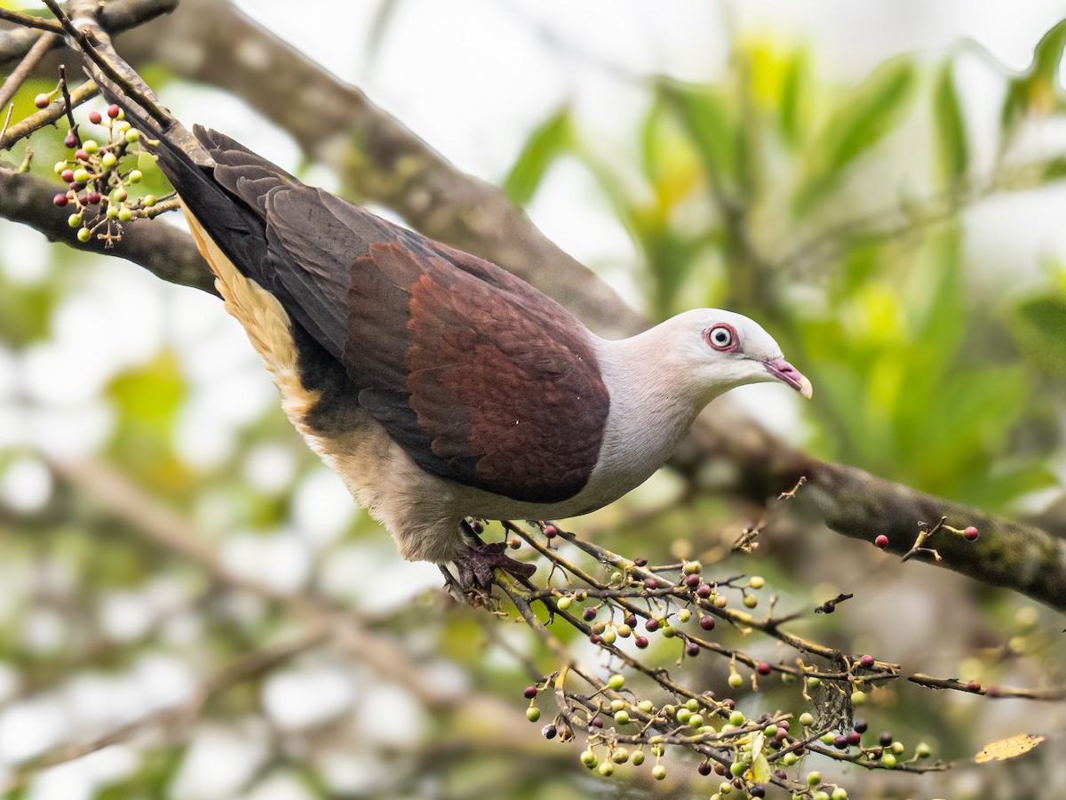 Горный плодовый голубь - ML645039163