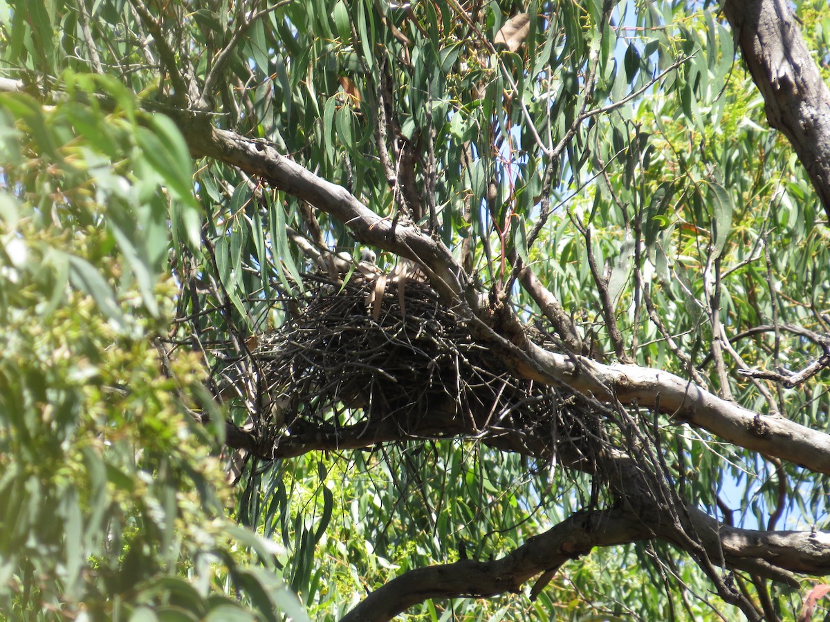 Brown Goshawk - ML645039168