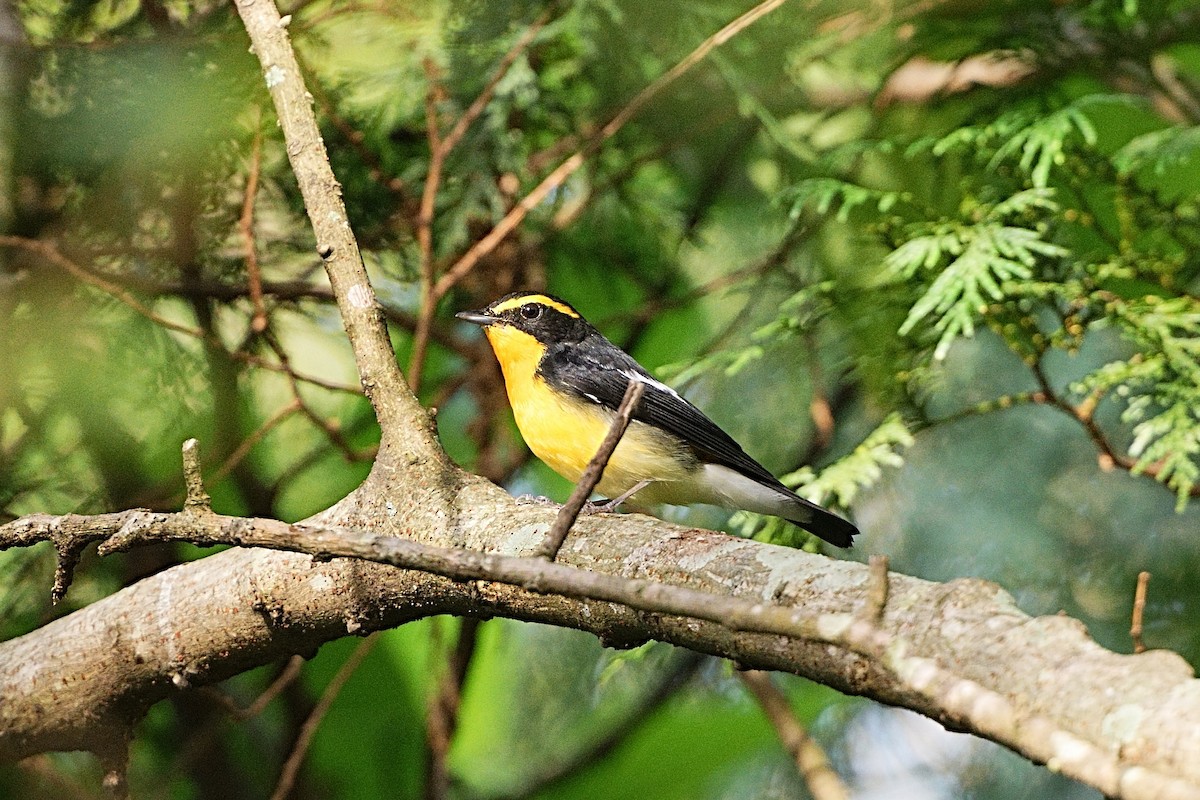 Narcissus Flycatcher - ML645039187