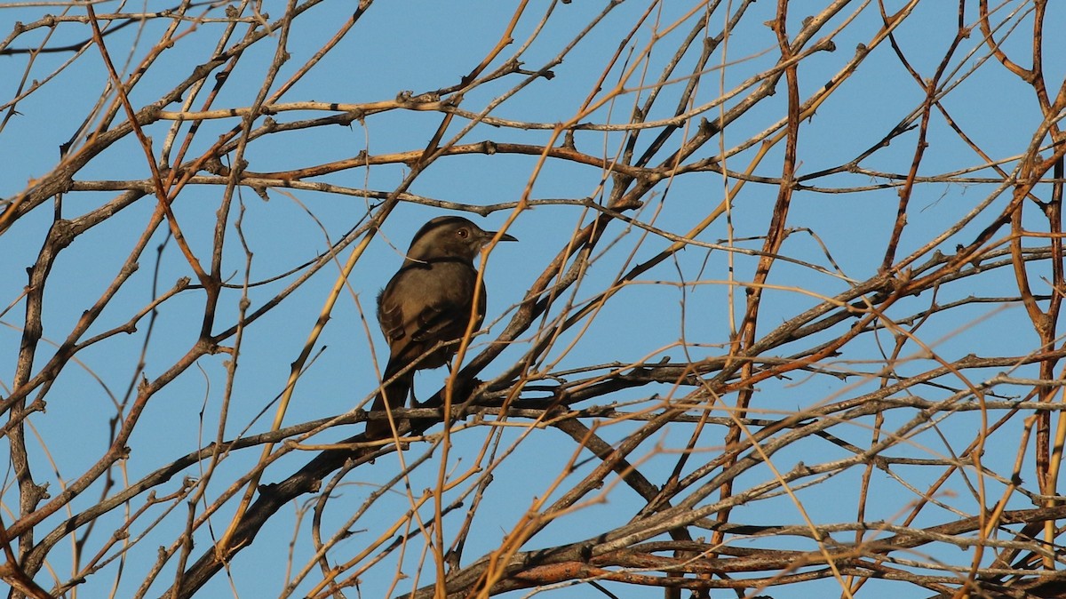 Bendire's Thrasher - ML645039195