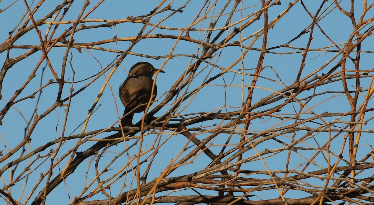Bendire's Thrasher - ML645039196