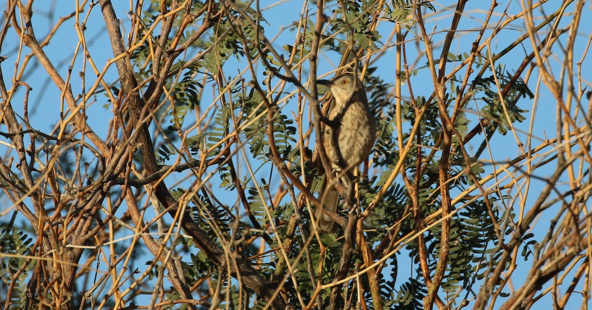 Bendire's Thrasher - ML645039197