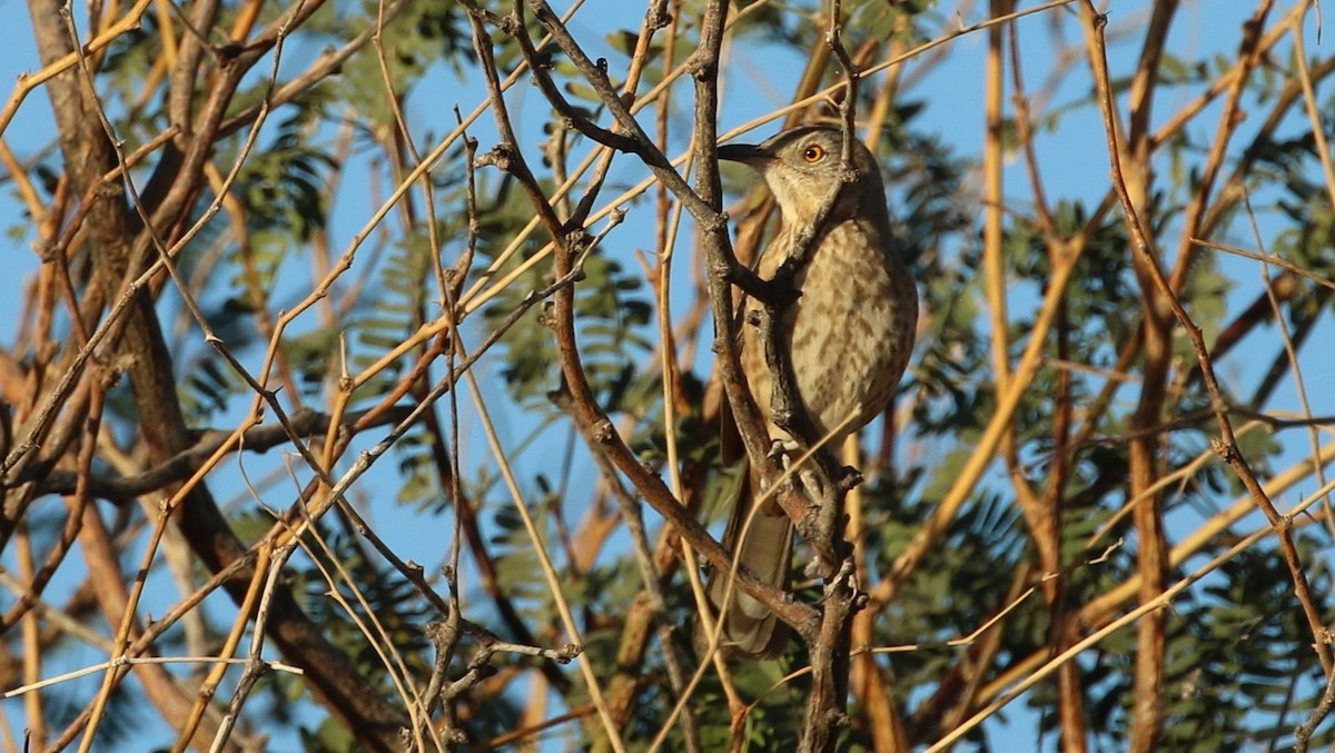 Bendire's Thrasher - ML645039198