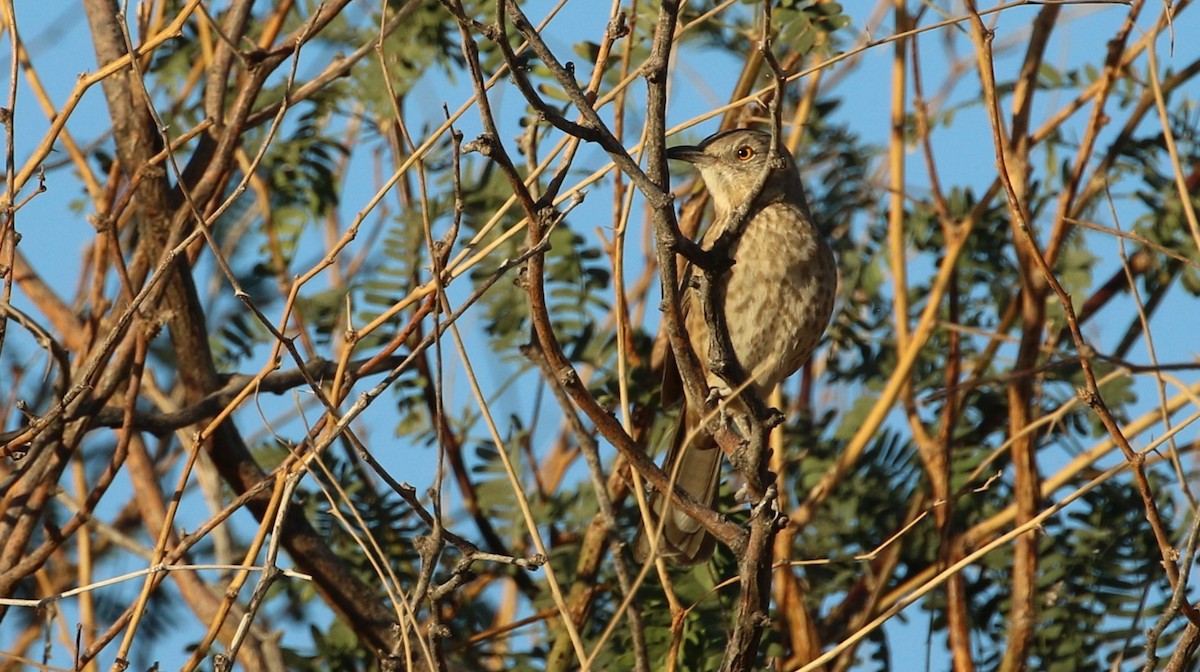 Bendire's Thrasher - ML645039200