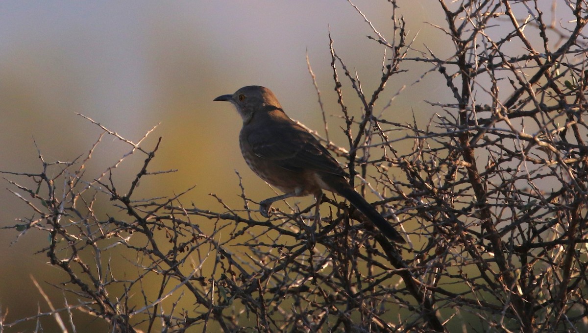 Bendire's Thrasher - ML645039201