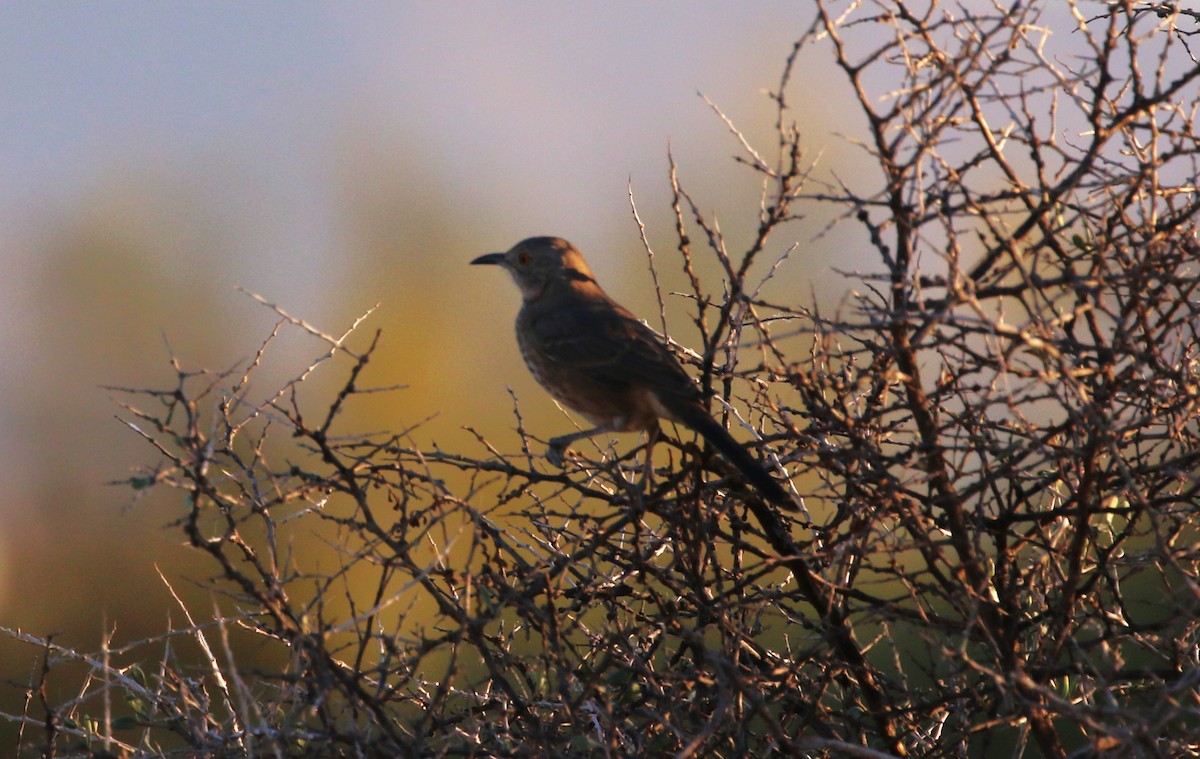 Bendire's Thrasher - ML645039202