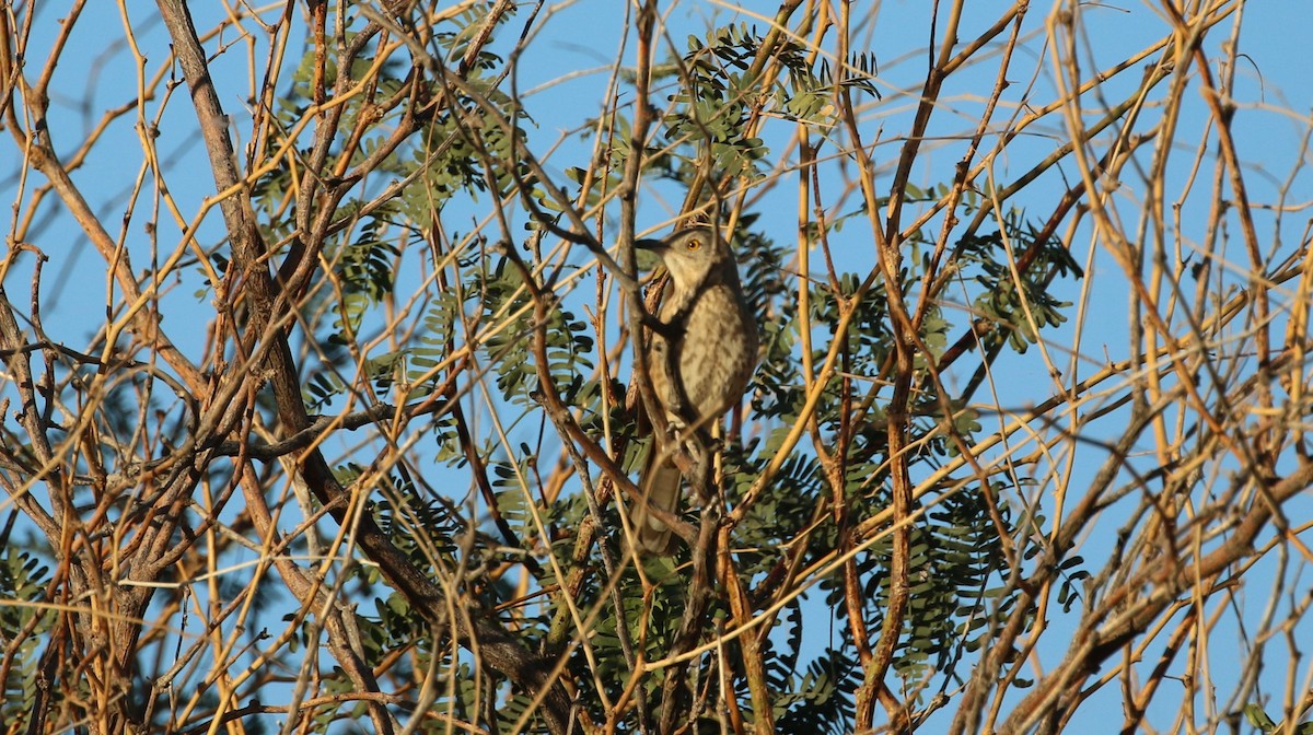 Bendire's Thrasher - ML645039203
