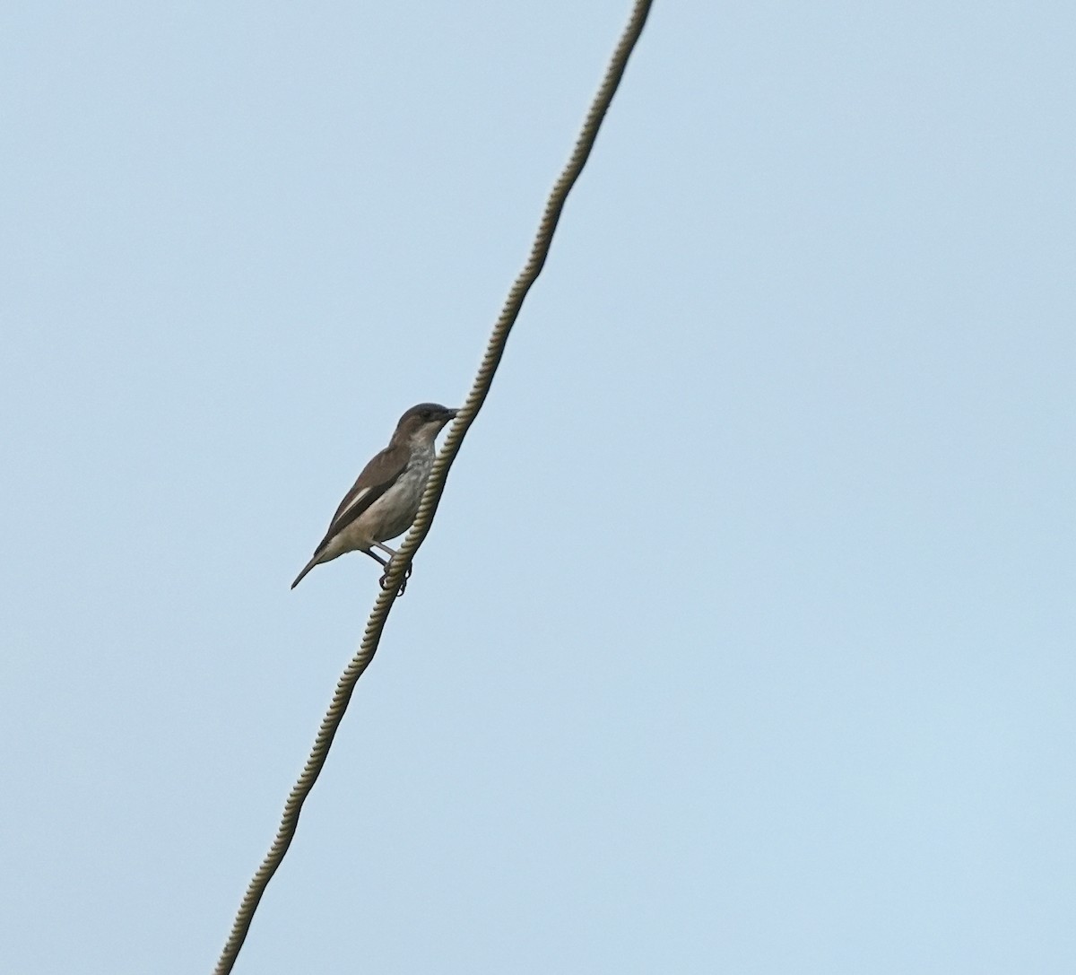 Polynesian Starling - ML645039204