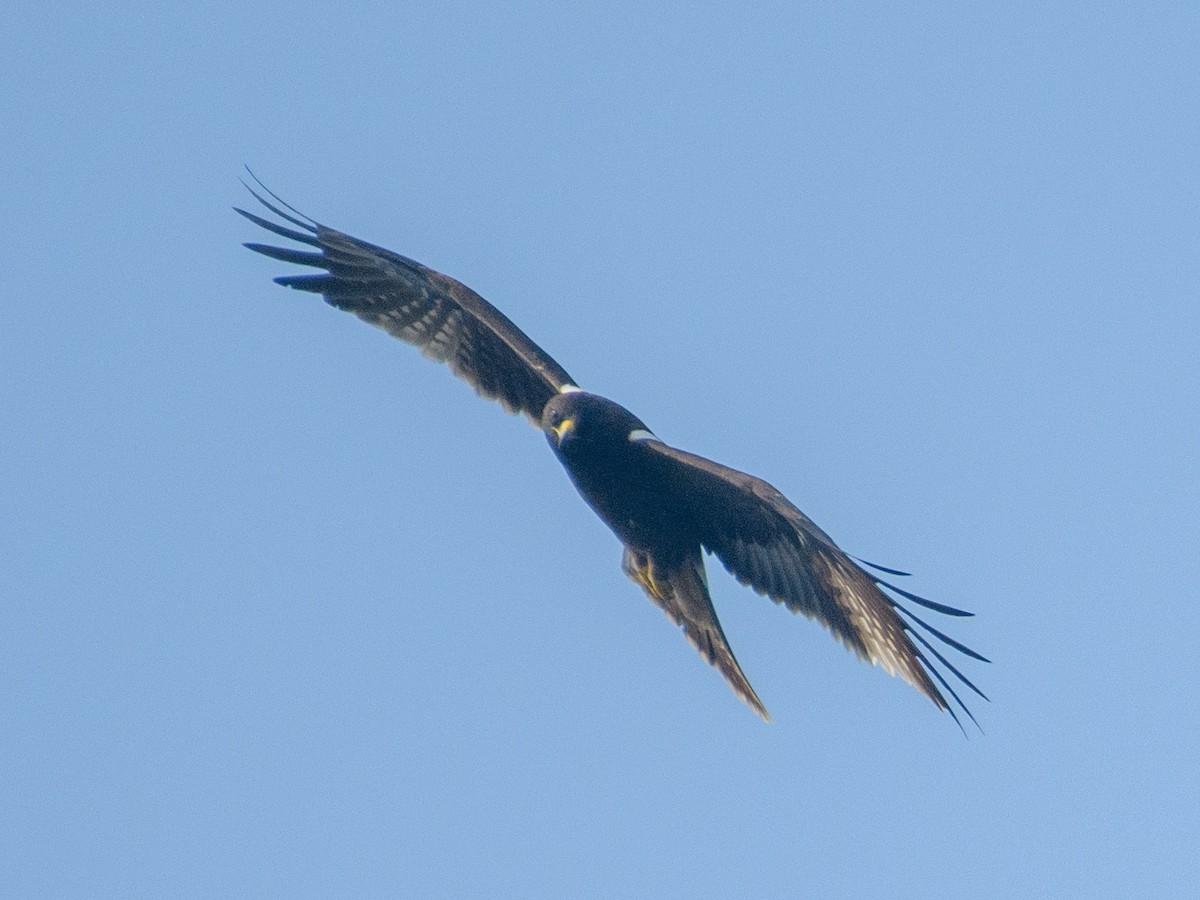 Aquila minore - ML645039208