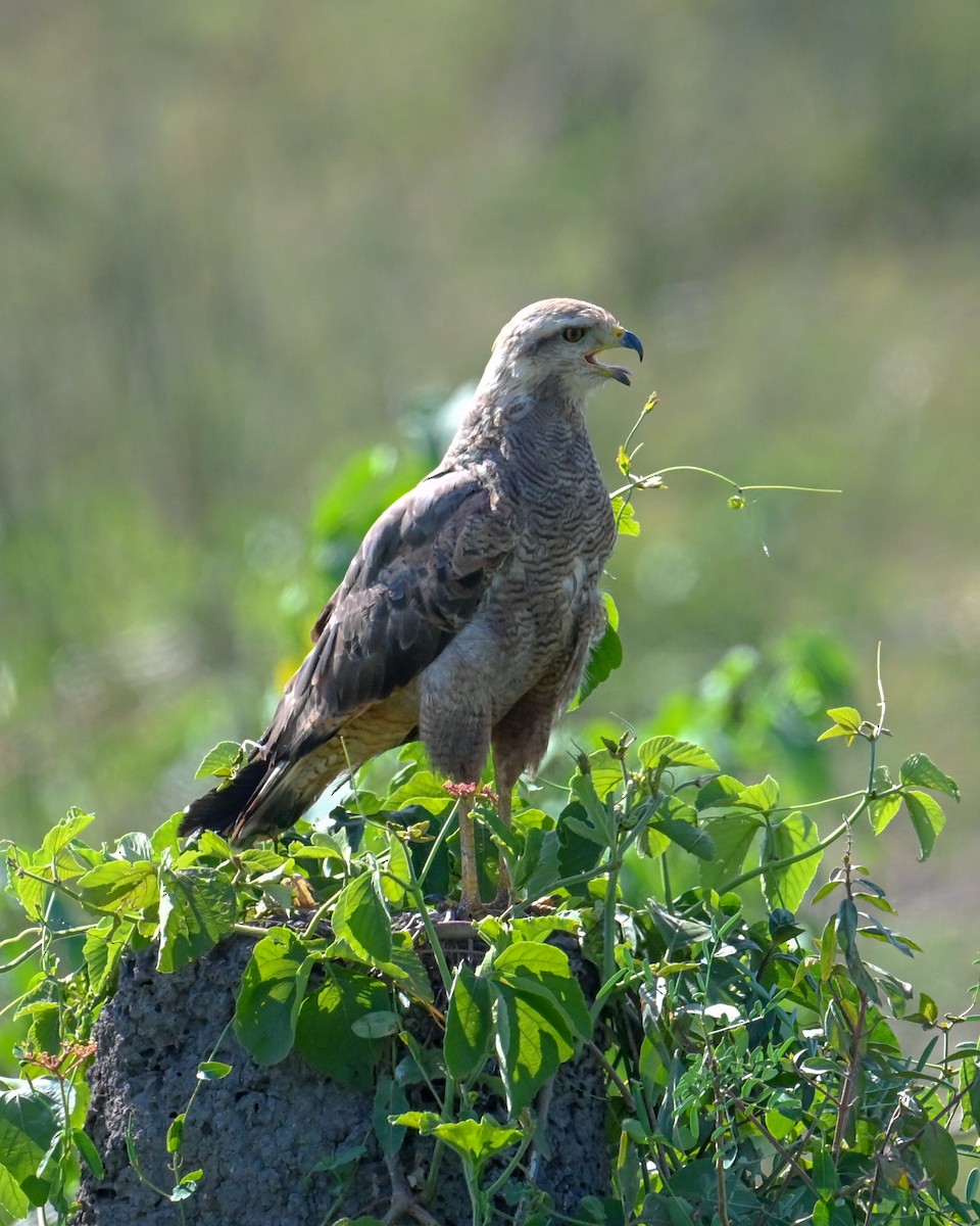 Busardo Sabanero - ML645039223