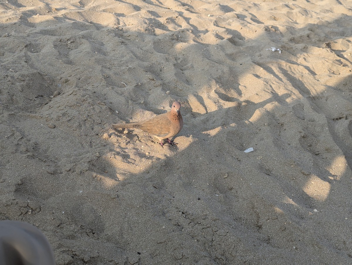 Laughing Dove - ML645039227