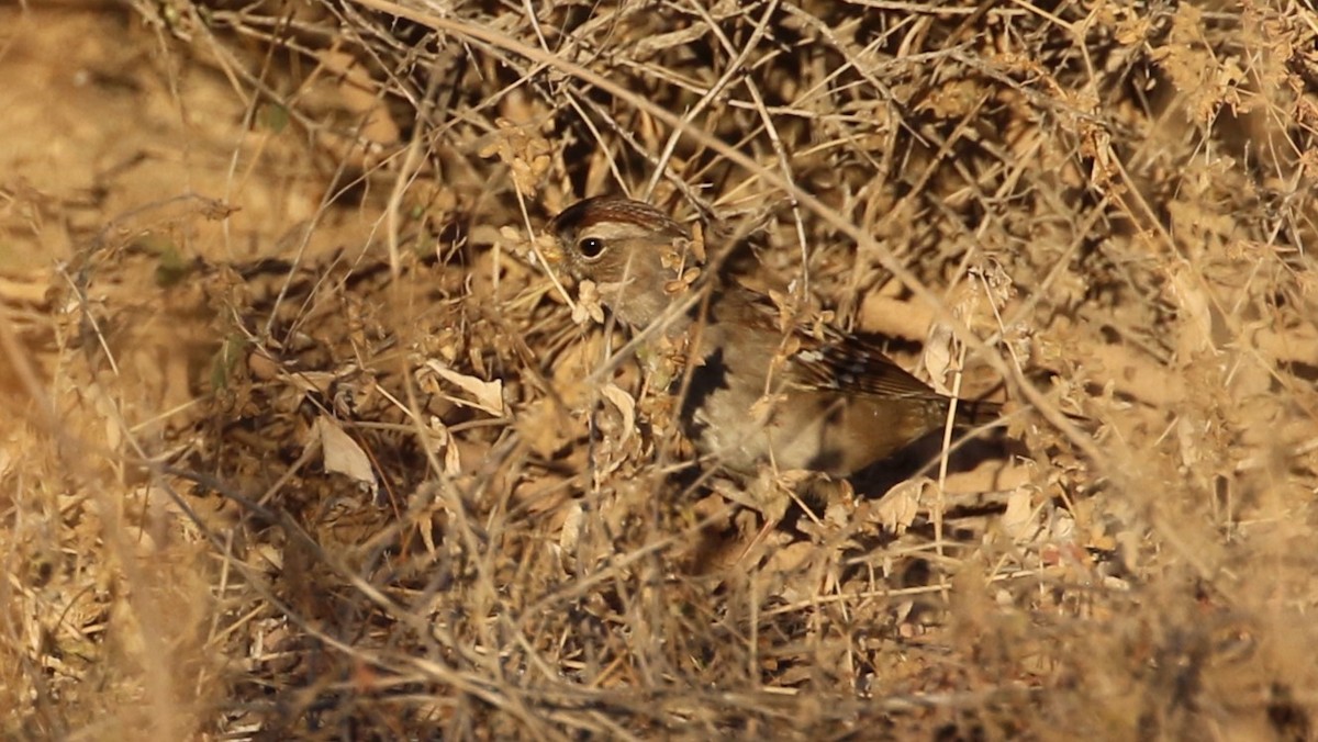 White-crowned Sparrow - ML645039230