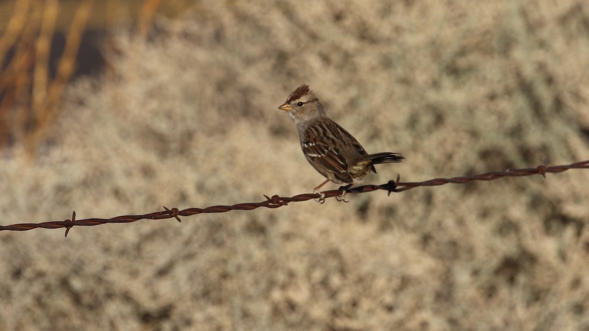 White-crowned Sparrow - ML645039231