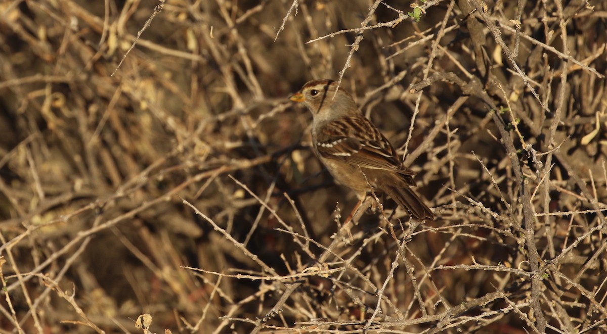 White-crowned Sparrow - ML645039232