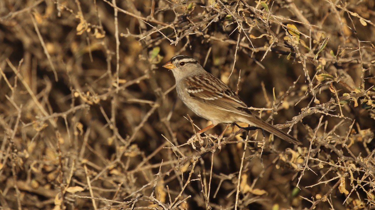 White-crowned Sparrow - ML645039233
