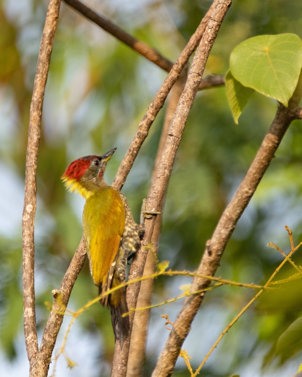 Lesser Yellownape - ML645039237