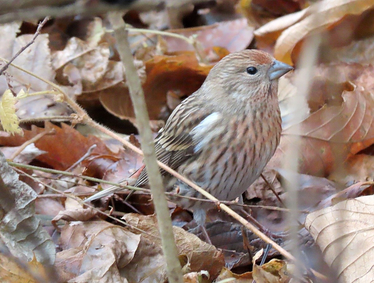 Pallas's Rosefinch - ML645039249