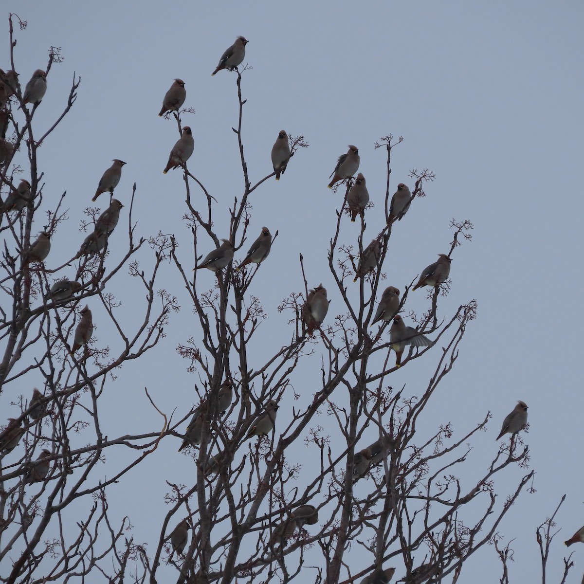Bohemian Waxwing - ML645039250