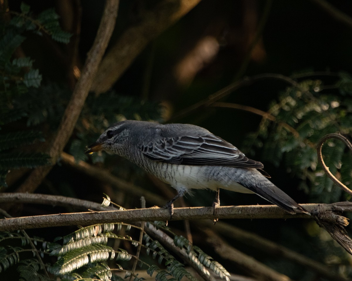 Black-headed Cuckooshrike - ML645039254