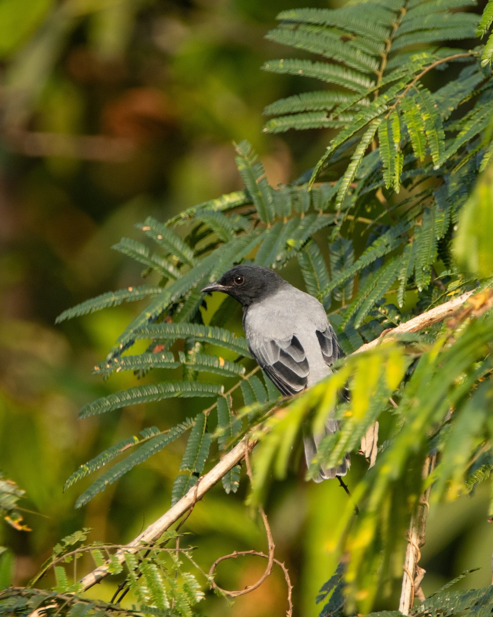 Black-headed Cuckooshrike - ML645039255