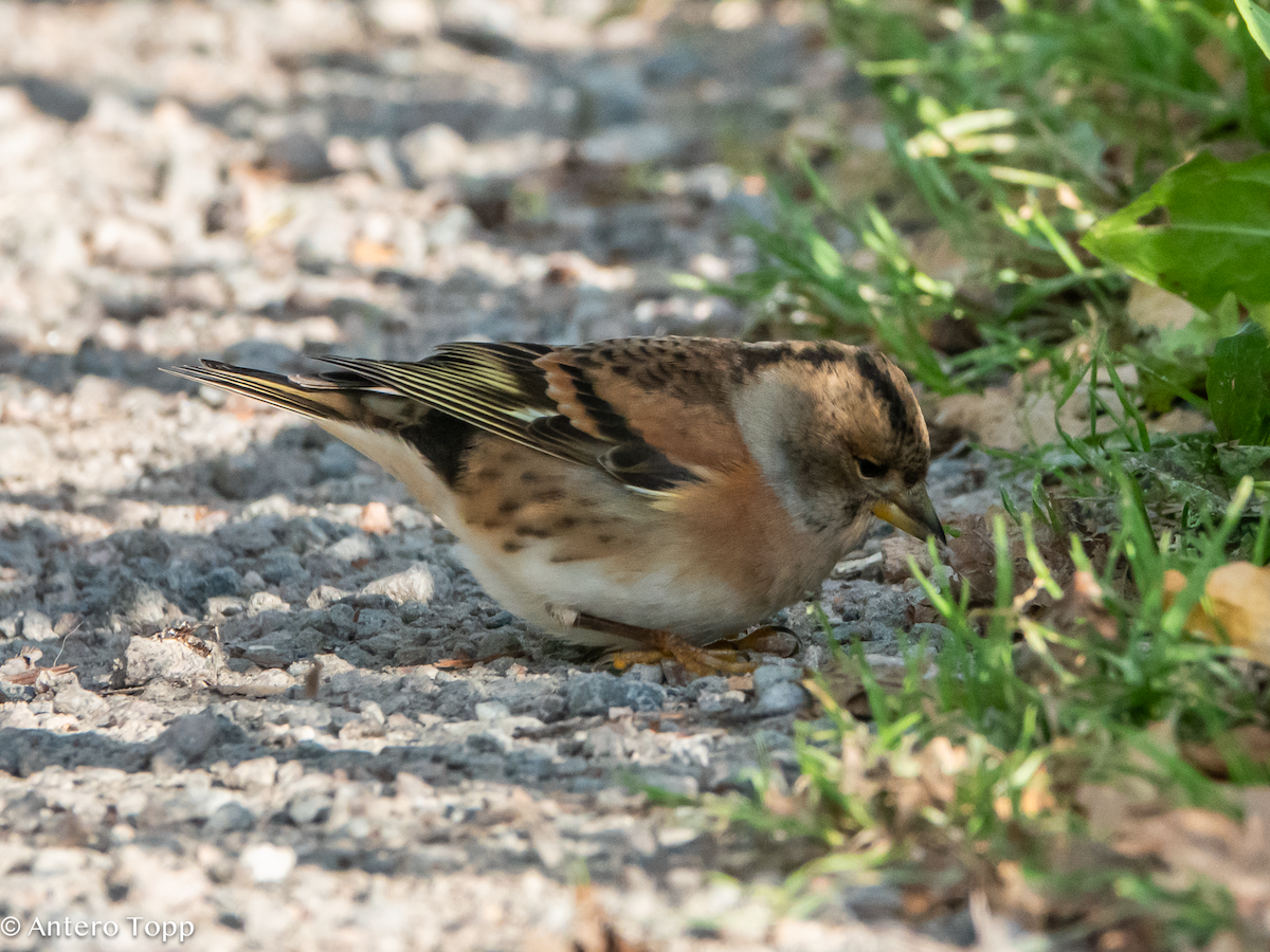 Brambling - ML645039256