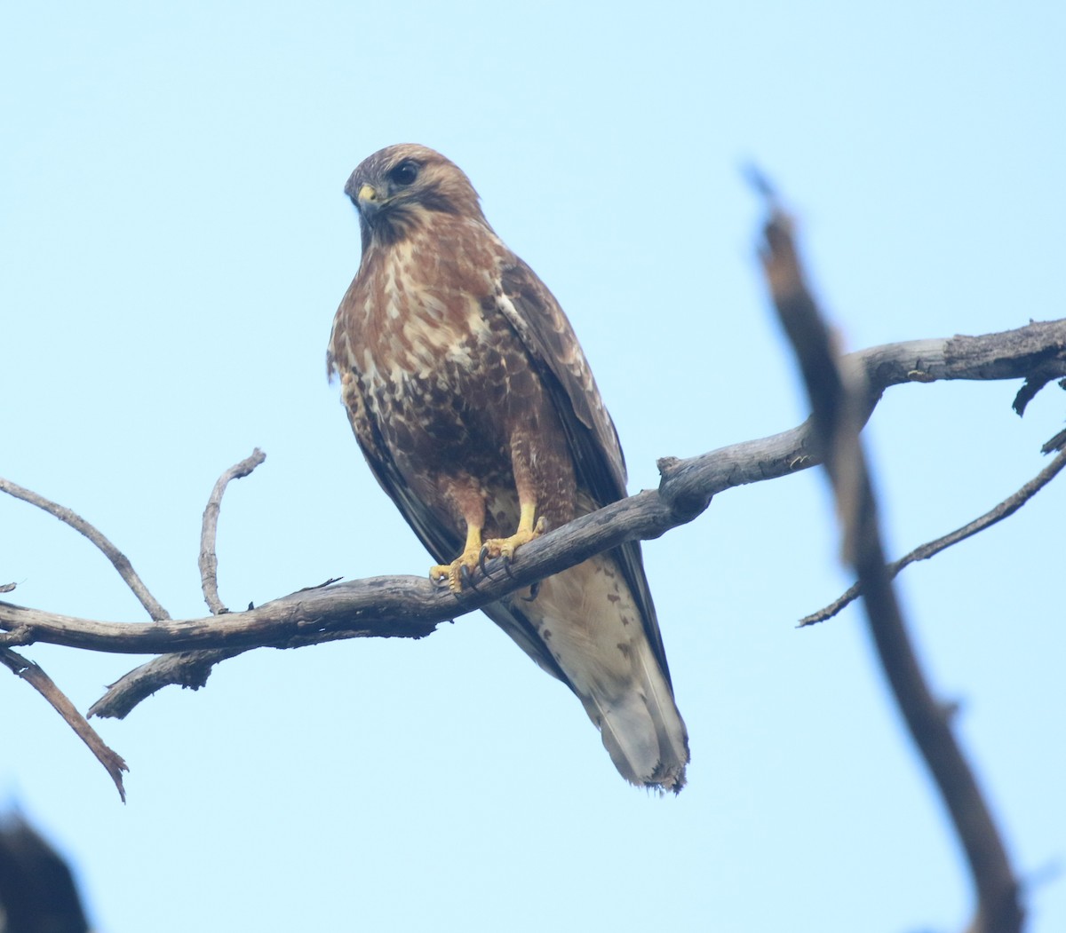 ヨーロッパノスリ - ML645039257