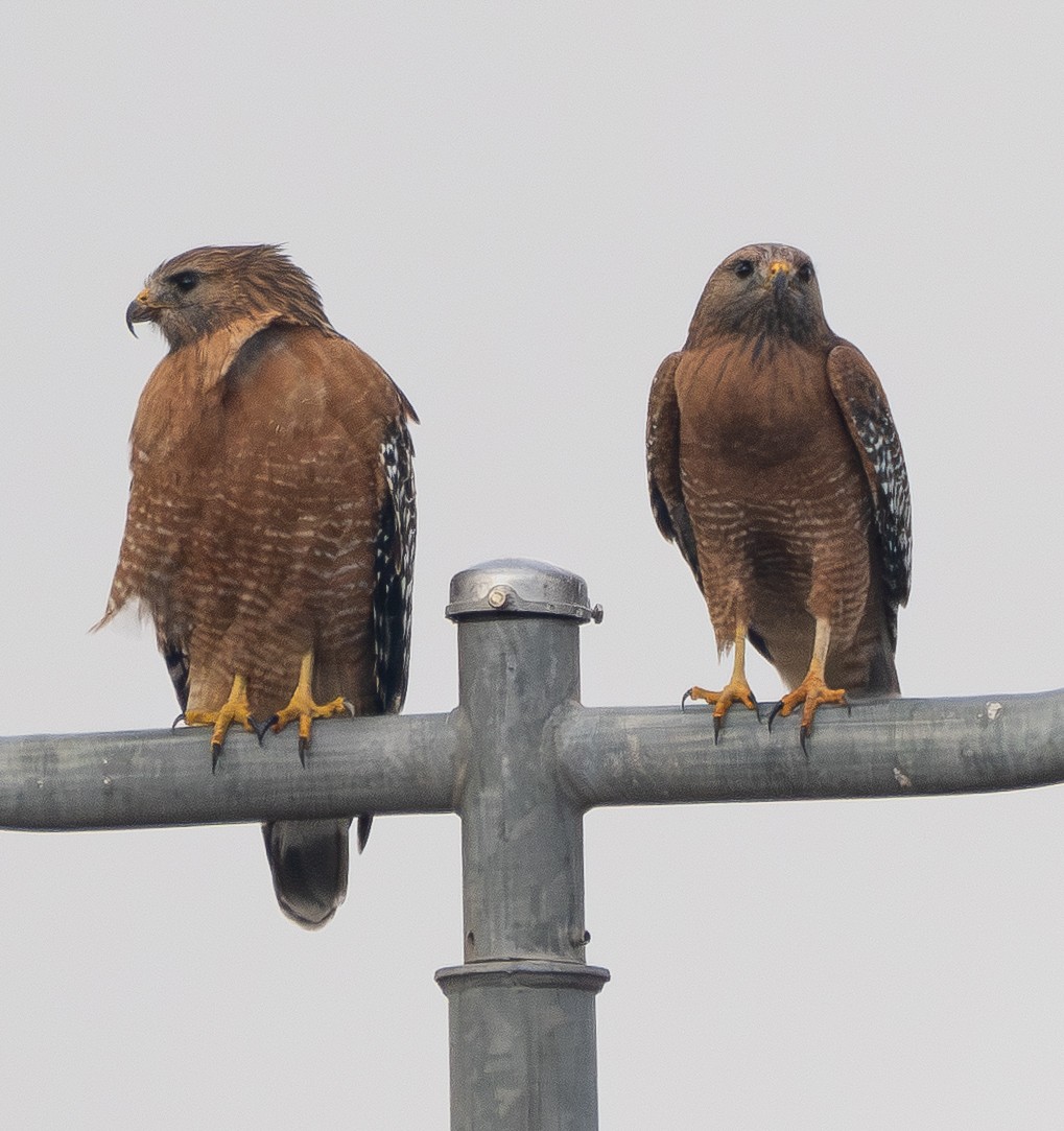 Red-shouldered Hawk - ML645039259
