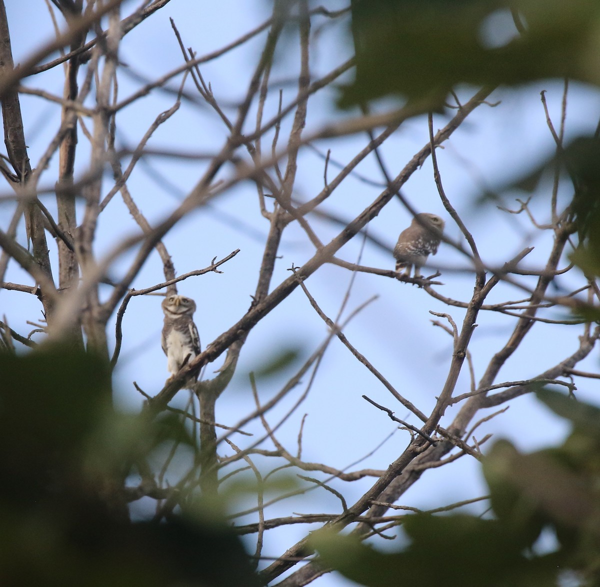 Forest Owlet - ML645039263