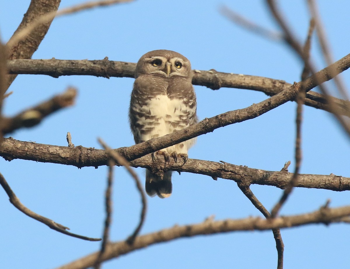 Forest Owlet - ML645039264