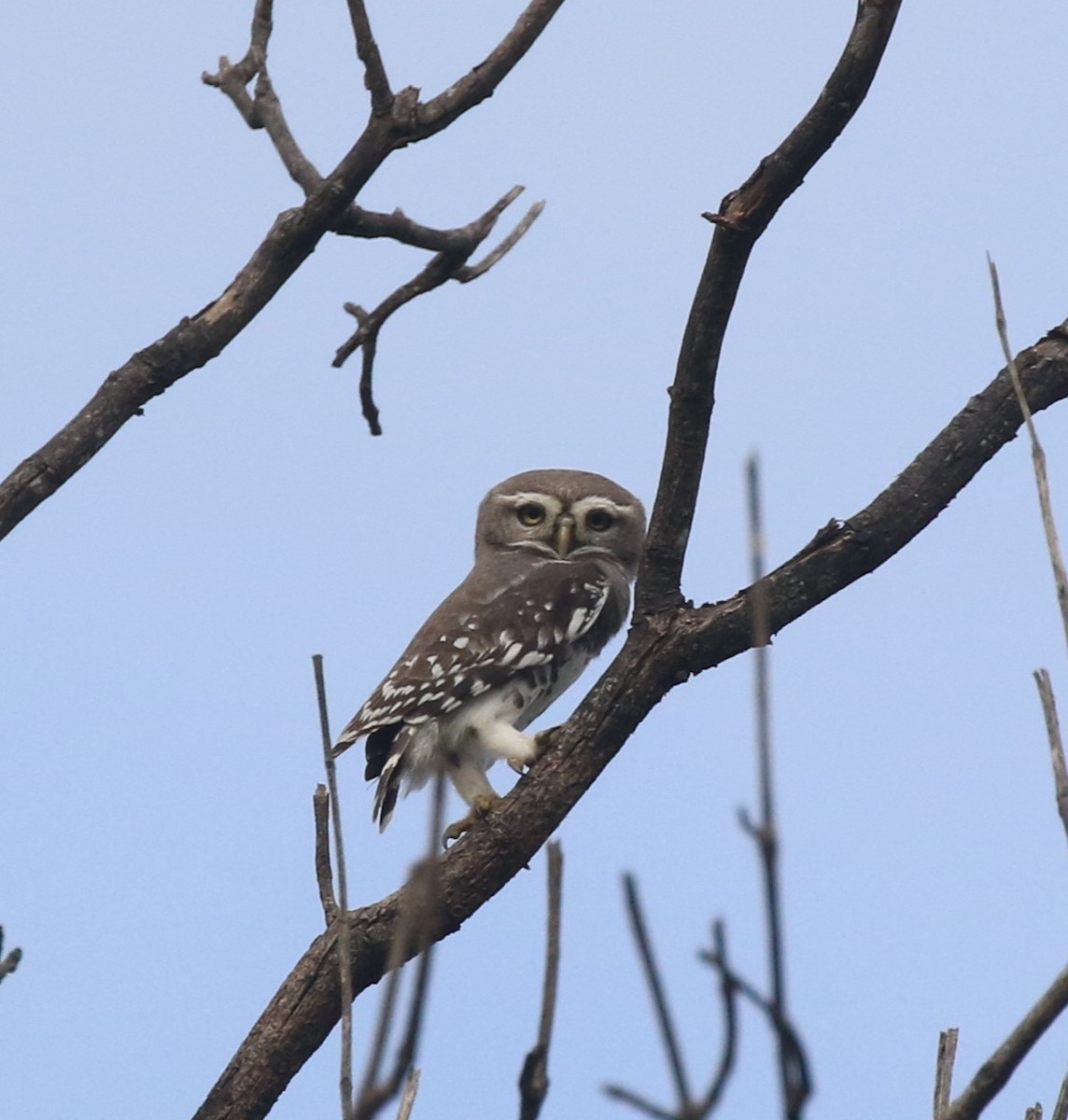 Forest Owlet - ML645039265